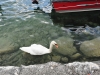 attersee-schwan