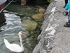 enten-fuettern-attersee