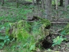 naturerlebnis weissenbachtal 2