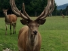 16-Ender Hirsch im Wildgehege Nussdorf